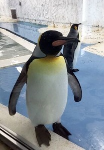 �����˶�̣�򼨤��Ƥ��줿�ڥ󥮥󤵤�