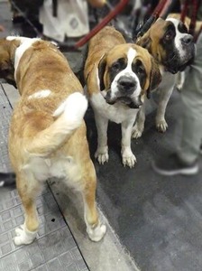 セントバーナーズ