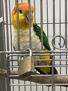 きれいな色のインコさん