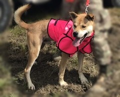 お客様から頂いた猪犬の写真