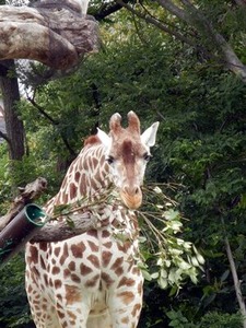 �����Υϥ륫�������