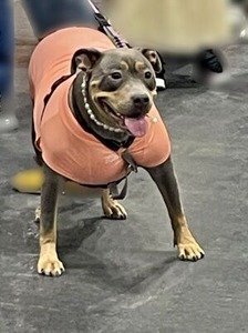 会場で出会ったワンちゃん