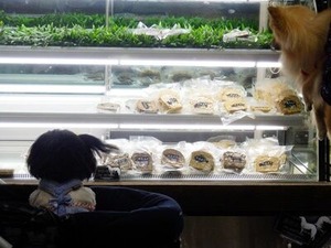 ワンコ用のパテ状のフード