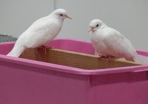 ふれあいファームのハトさん