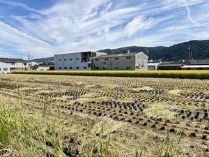 稲刈りが進む田んぼ2022