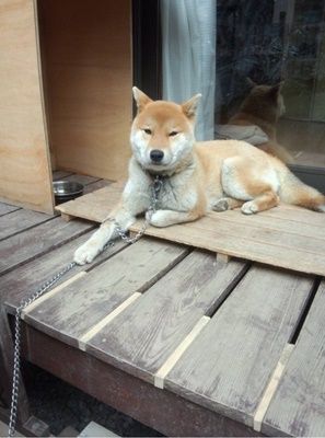 若い柴犬用に係留用チェーンをお作り致しました ウッドデッキへの工夫のお話も 鎖屋兄弟の奮闘記