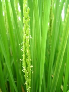 �餭�Ϥ᤿���ͤβ�
