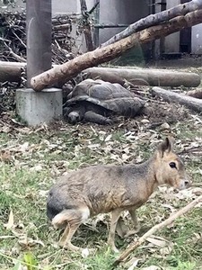 �������ᤵ��ȥޡ���