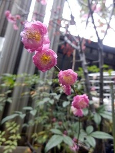 工場にある植木鉢の梅の花