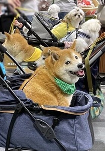 カートに乗る柴犬とシーズー