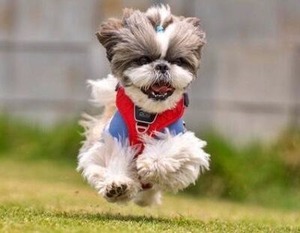 フライングドッグ状態のシーズー犬のうみ君