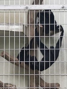 �ե����ƥʥ�����β�²