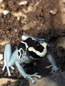 ���äο��礤�γ�����