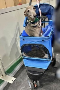 セラピードックのイタグレちゃん