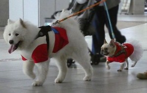 会場で会ったワンコたち