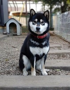 お座りする黒柴の静竜くん