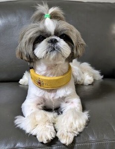 ベージュの首輪をしたシーズのうみ君