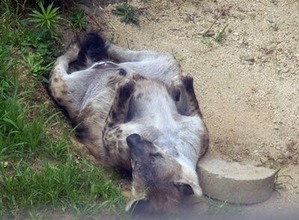 ���뿲��Υϥ����ʤ���