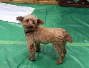譲渡犬コーナーのワンちゃん1