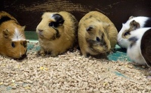 ふれあいファームモルモットちゃん達