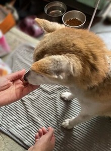 ��������μƸ�����