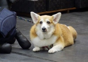 会場にいたコーギーちゃん