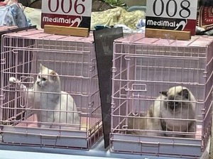 審査待ちの猫さん