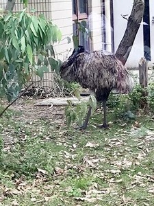 �쥳����ۤ����Υ��ߥ塼����