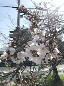 2021年玉串川沿いのソメイヨシノ桜