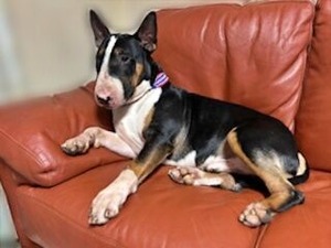 ソファでくつろぐブルテリアのけいたくん