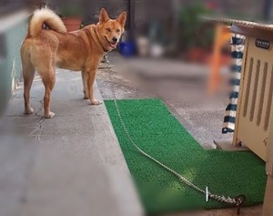 ミックス犬のひまわりちゃん1