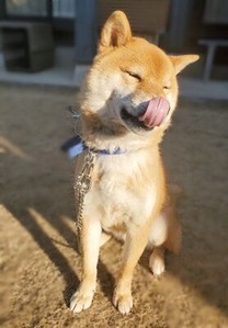 ナスカン2個付きチェーンを付けた柴犬のソラ君