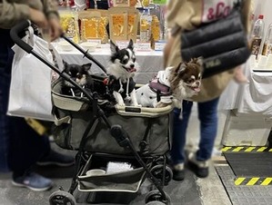チワワず