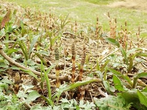 湧水緑地の斜面に生える土筆の群生
