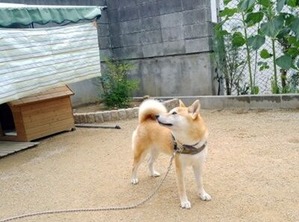 柴犬のゴンタ君が暮らすお庭