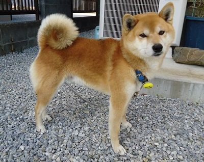 柴犬用に7mの係留用チェーンを製作させて頂きました 鎖屋兄弟の奮闘記 柴犬用に7mの係留用チェーンを製作させて頂きました 鎖屋兄弟の奮闘記