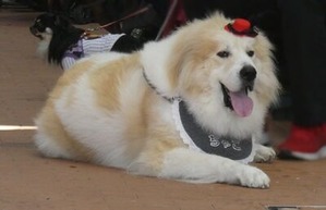 お洒落したワンコ