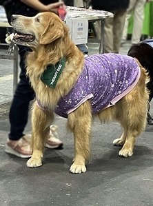 セラピードッグ