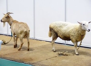 ふれあいファームのヤギさんとヒツジさん