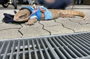 ペット博で出会ったトカゲさん