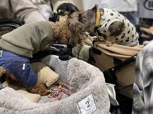 すれ違うダックスたち