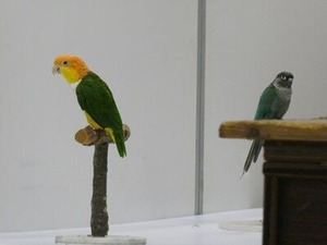 小鳥のサーカスの鳥さんたち2