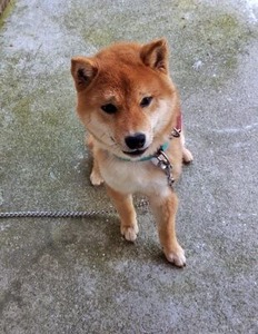 柴犬の凪月（なつき）君