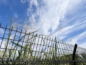 遊水緑地のススキ