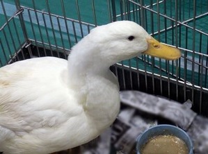 ふれあいファームのアヒルさん