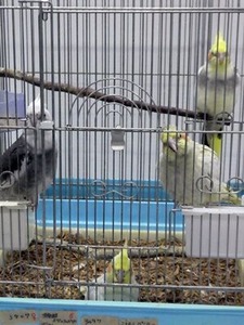 インコさん2