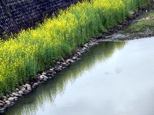 川岸沿いの菜の花