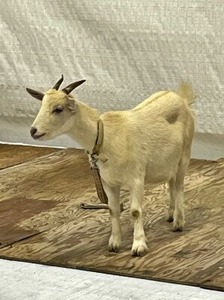 ふれあいコーナーの白ヤギさん
