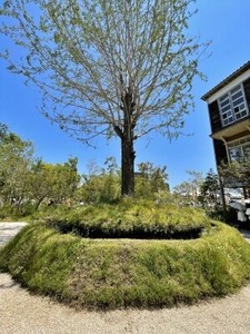 シグネチャーパビリオン内の植物