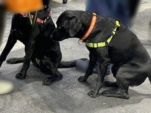 黒ラブちゃん達